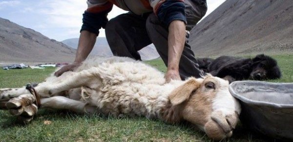 Sabirabadda qoyun oğruları tutuldu