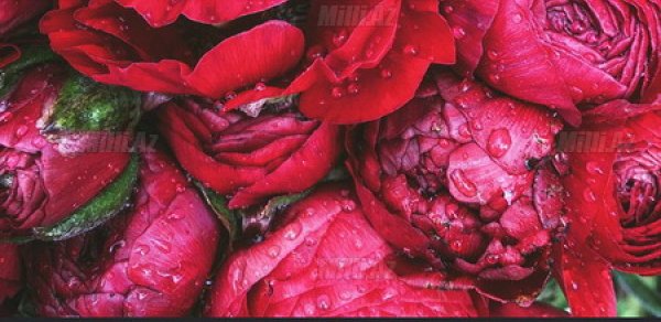 İnstagram 4 yeniliyi istifadəyə verdi - FOTOLAR