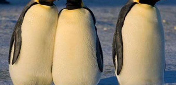 Tiflis zooparkından qaçan pinqvin Azərbaycana gəlib