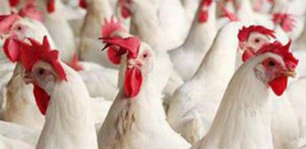İrandan Azərbaycana gətirilən quş ətinə – QADAĞA