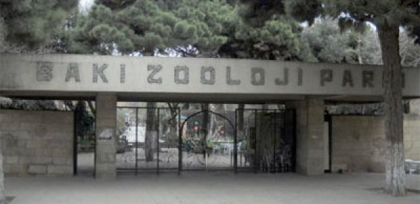 Bakı zooparkında bir sıra yeniliklər edilib -  VİDEO 