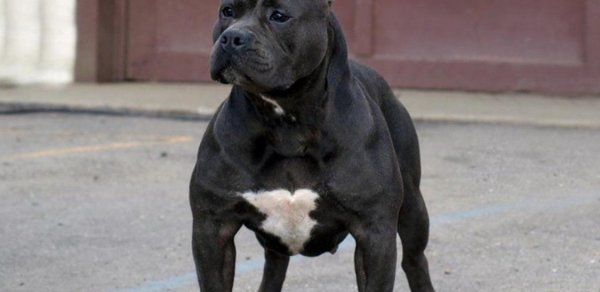 Bakıda "pitbul" cinsli it oğurlanıb