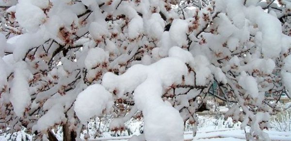 Azərbaycanın şimal bölgəsində qar yağıb