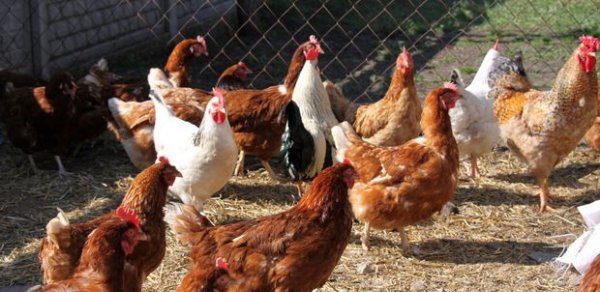 Cəlilabadda toyuq cücənin ağzını “skoç”layıb oğurladılar