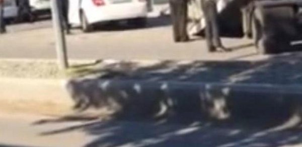 Bakıda ordu zabiti ilə yol polisi əlbəyaxa oldu –VİDEO