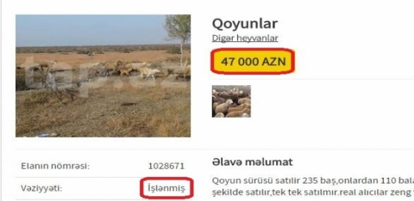 SOSİAL