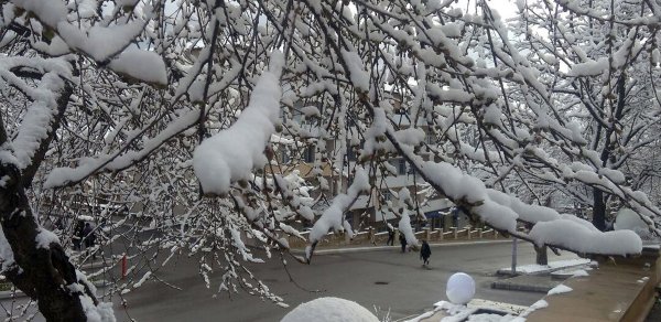 Daşkəsənə güclü qar yağıb - FOTO