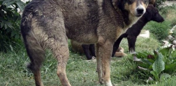 7 yaşlı oğlanı it dişlədi