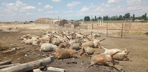 Şəmkirdə tövlə uçdu: 140 baş qoyun tələf oldu