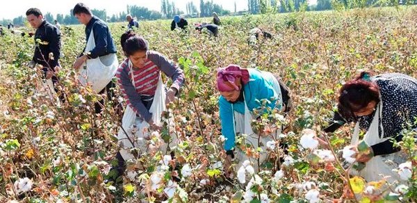 Pambıq tarlasında yenə kütləvi zəhərlənmə oldu: bu dəfə Sabirabadda