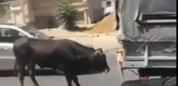 Bakıda heyvanı sürüyən sürücü polisə çağırıldı - VİDEO