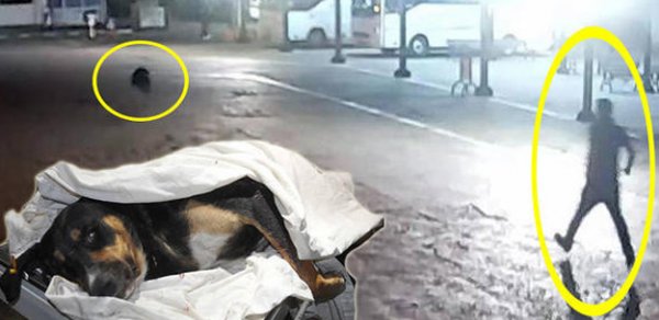 Bakıda film kimi olay: Üzərinə it hücum edən şəxs, onu bıçaqladı, itin sahibi ölümdən döndü