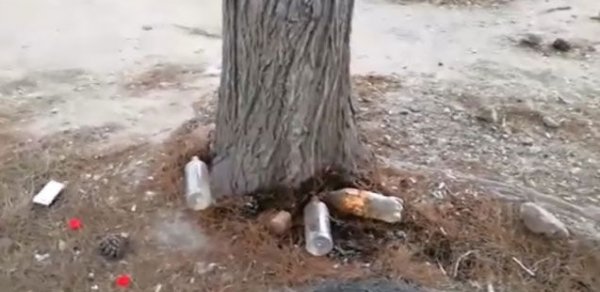 Bakıda ağacların dibinə zəhərli maddə tökən şəxs tutuldu