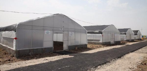 Cocuq Mərcanlıda istixana və arıçılıq təsərrüfatları yaradılıb