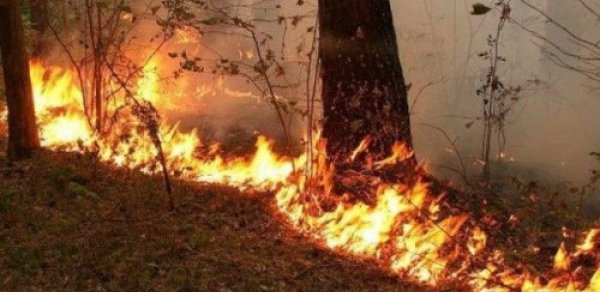 Altıağac Milli parkındakı yanğın söndürüldü