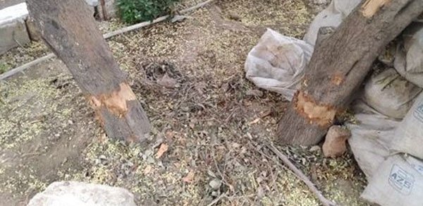 Nərimanovda ağacın dibinə yandırıcı maddə tökən şəxs cərimələndi: 800 manat