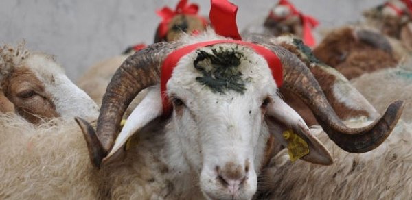 Nazirlik Qurban bayramı ilə əlaqədar gücləndirilmiş iş rejiminə keçdi