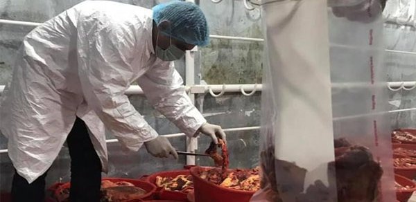 Abşeronda gecə reydi: 2 tona yaxın ölmüş heyvan əti aşkarlandı