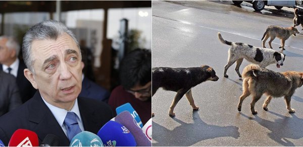 SOSİAL