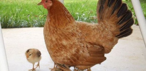 Azərbaycanda diri toyuqların satışı məhdudlaşdırılacaq