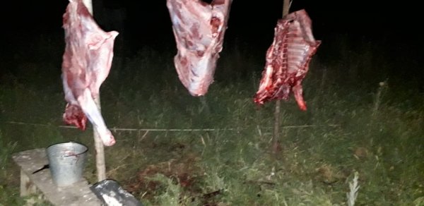 Ölmüş heyvanı kəsib satmaq istəyənlər iş başında tutuldu – FOTO