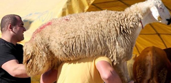 Qurban bayramında satış və ət kəsimi yarmarkaları - SİYAHI