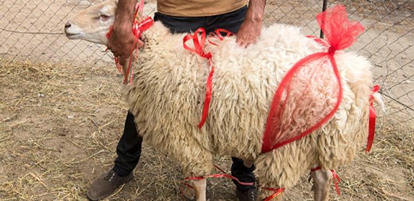 Qurbanlıq qoyunları onlayn almaq mümkün olacaq – Azərbaycanda ilk