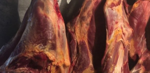 Bayram günlərində 1 tona yaxın yararsız ət aşkar edildi - Fotolar