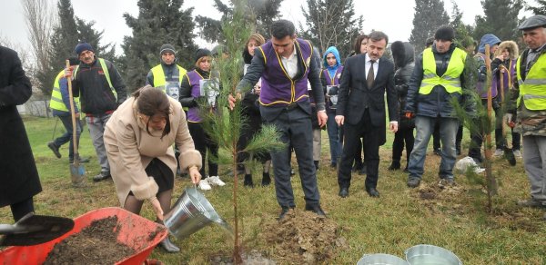 Abşeronda 20 Yanvar faciəsində həlak olan 147 şəhidin xatirəsinə 147 ağac əkildi – FOTO
