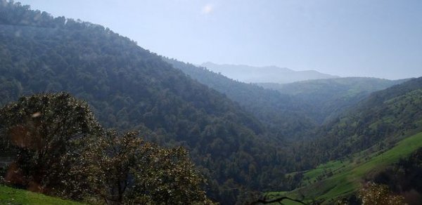 SİYASƏT