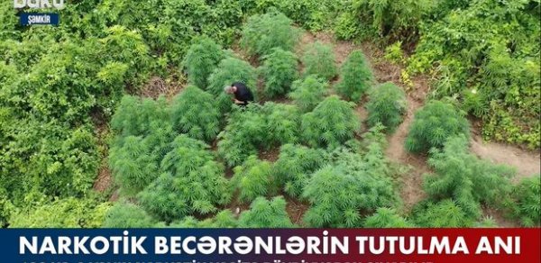 SOSİAL