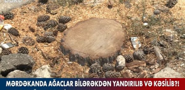SOSİAL