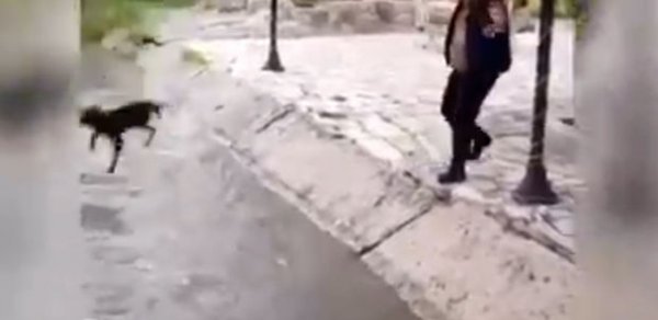 İtə rəhmsiz rəftar göstərən şəxslərin müəyyən edilməsi ilə bağlı araşdırmalara başlanıldı