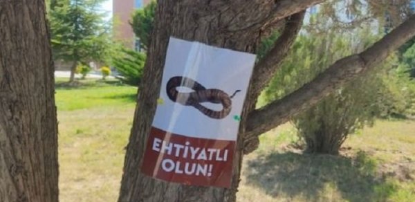 SOSİAL
