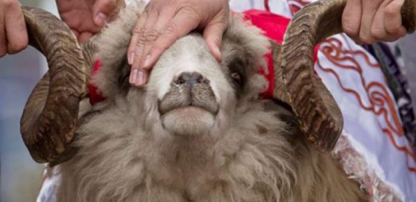Qurbanlıq heyvanların kəsimi üçün bölgələrdə səyyar məntəqələr quraşdırılacaq