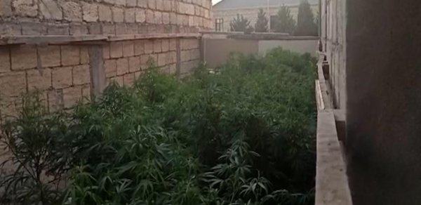 Polisdən əməliyyat: Saxlanılan var - FOTO/VİDEO