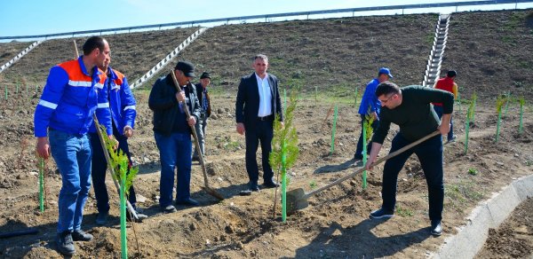 Ağstafada ağacəkmə aksiyası və ümumrayon iməcliyi keçirilib - Fotolar