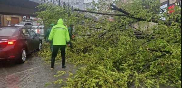 Güclü külək Bakıda 55 ağacı sındırıb - RƏSMİ