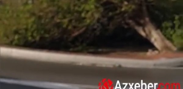 Bakıda külək ağacı kökündən çıxardı - VİDEO