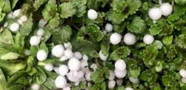 Daşkəsənə dolu yağıb