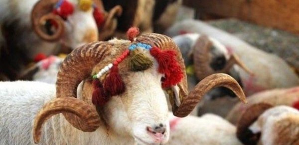 Qurban bayramı ilə bağlı fətva verildi