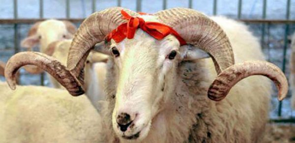 Qurban bayramı ilə bağlı fətva verildi