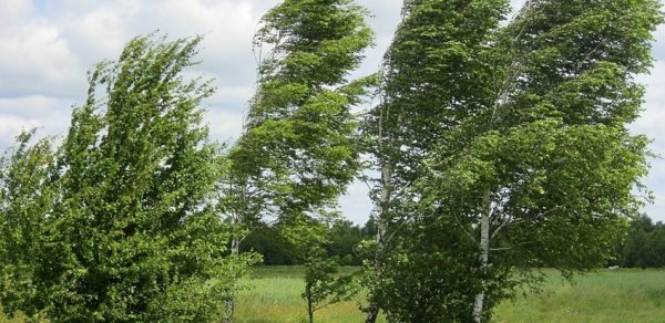Küləkli hava şəraiti ilə bağlı sarı və narıncı XƏBƏRDARLIQ