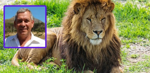 Safari tətilində olan almaniyalı iş adamını aslan parçaladı