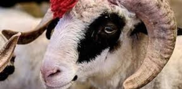 Kimlər qurban kəsə bilər? - VİDEO