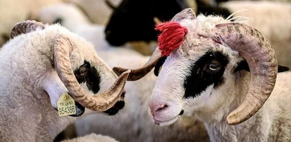 Qurbanlıq heyvan kəsməyib onun dəyərində pul yardımı etmək olar? – AÇIQLAMA