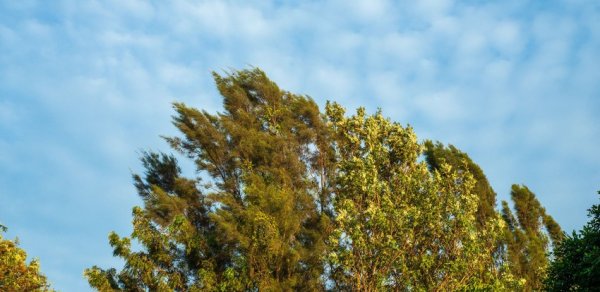 Küləkli hava şəraiti ilə bağlı sarı XƏBƏRDARLIQ