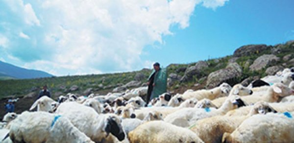 Yük maşını çobanı vurdu, qoyunları tələf etdi