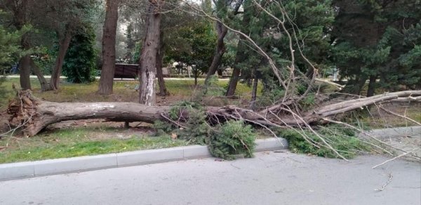 Güclü külək Bakıda iki ağacı aşırıb