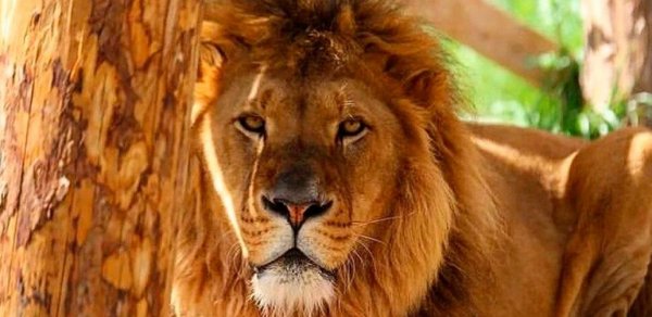 Türkiyədə şir zoorparkdan qaçdı, bir nəfəri ağır yaraladı